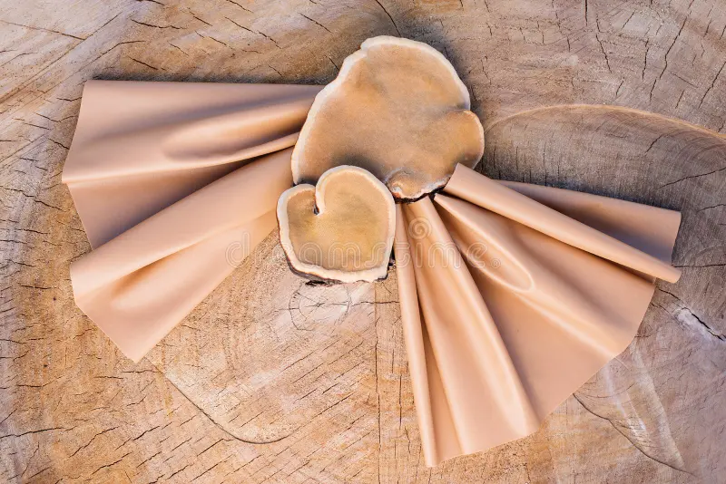 Mushroom Leather Fashion: The Future of Sustainable Style