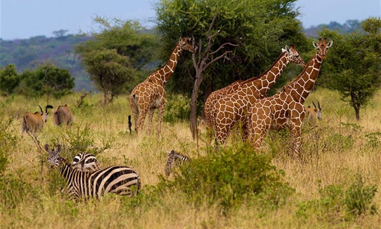 Wildlife facing the effects of climate change through melting ice, drought, and habitat loss.